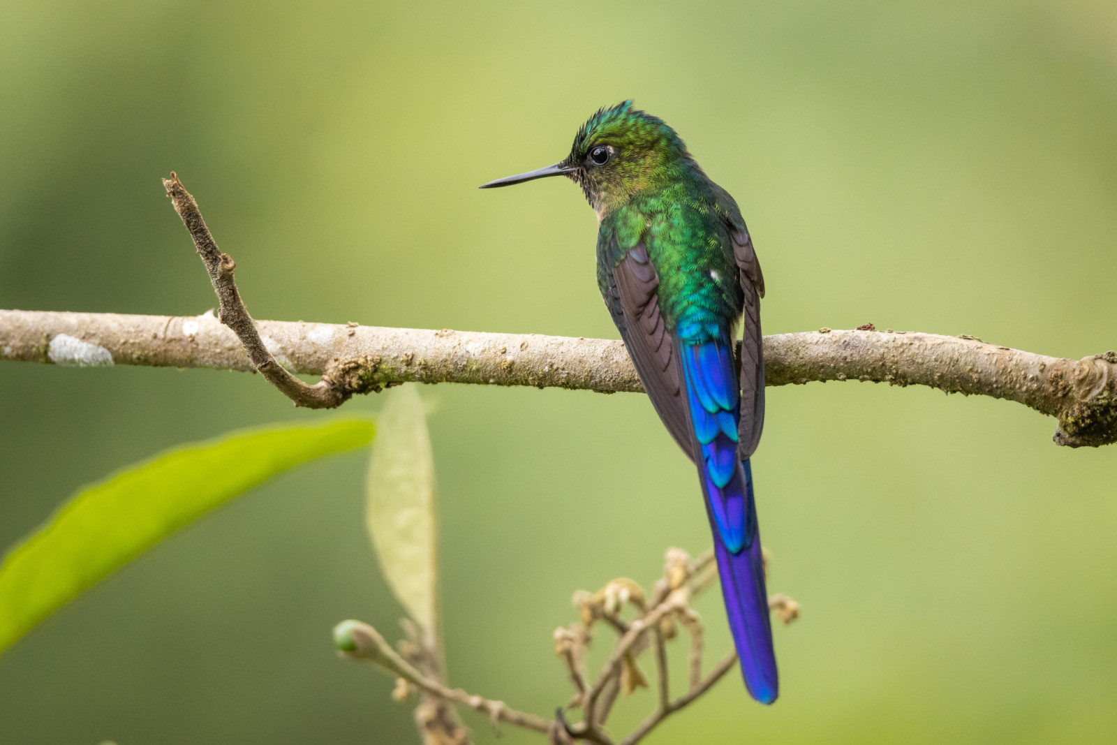 image Violet-tailed Sylph